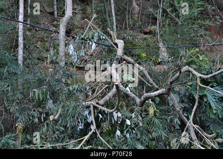 Les arbres tombés sur un câble téléphonique sous les tropiques après une tempête de pluie en raison de l'érosion du sol - concept de la conservation de l'environnement Banque D'Images