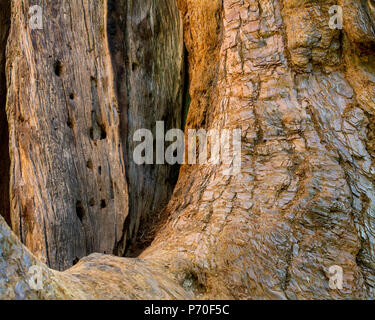 Base du tronc d'un arbre géant, Sequoia sempervirens, au parc d'État Calaveras Big Trees - textue ou l'arrière-plan Banque D'Images