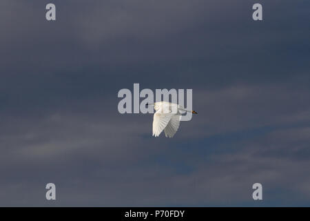 Aigrette en vol contre ciel sombre, avant la pluie et d'orage Banque D'Images