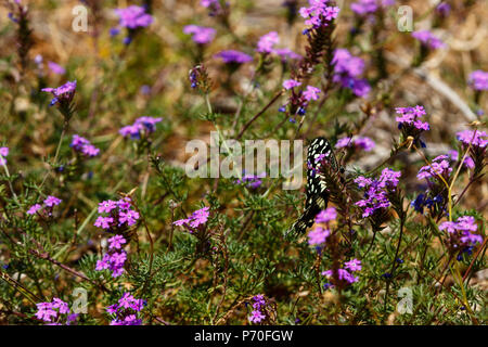 Papillon noir et blanc battre ses ailes dans le champ rempli de fleurs violettes Banque D'Images