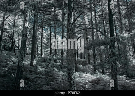 Forêt profonde de Peneda Geres National Park, au nord du Portugal. Utilisé filtre infrarouge. Banque D'Images