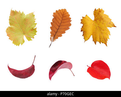 Ensemble de feuilles d'automne multicolore isolé sur fond blanc Banque D'Images