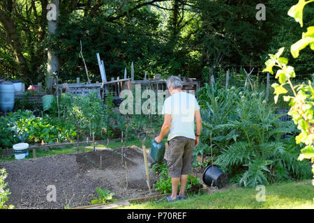 Homme âgé arrière arrosant les semis dans le jardin potager à lit surélevé dans sa parcelle de légumes en 2018 canicule d'été dans l'ouest du pays de Galles Royaume-Uni KATHY DEWITT Banque D'Images