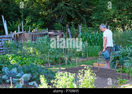 Un homme qui utilise l'arrosoir pour arroser les semis et les légumes qui poussent dans les lits élevés lors de la vague de chaleur estivale de 2018 dans le Carmarthenshire Pays de Galles Royaume-Uni KATHY DEWITT Banque D'Images