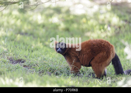 Rouge curieux Gélinotte (Le Varecia variegata rubra) dans des forêts luxuriantes. Banque D'Images