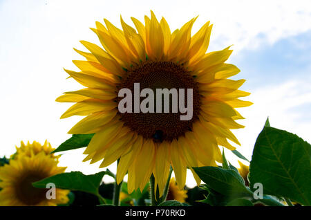 Tournesols en Alsace en France Banque D'Images