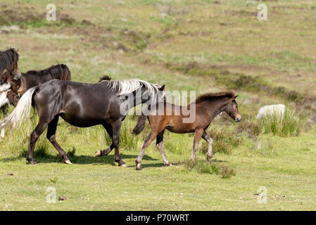 Dartmoor National Park, North Dartmoor, Devon, UK. L'exécution de poneys sauvages sur la lande Banque D'Images