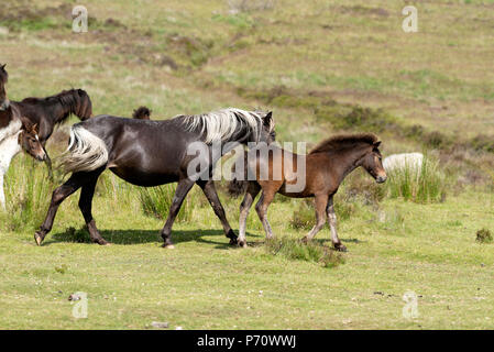 Dartmoor National Park, North Dartmoor, Devon, UK. L'exécution de poneys sauvages sur la lande Banque D'Images