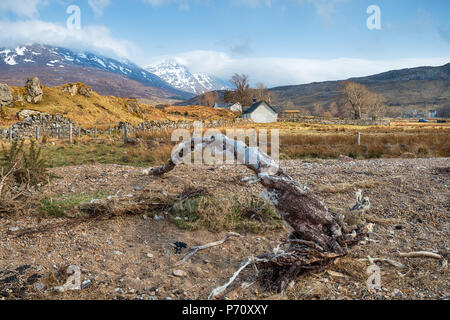 Une branche de bois flotté drapé de laine de mouton des rives du Loch Assynt surplombant le vieux Kirk à Inchnadamph à Sutherland Banque D'Images