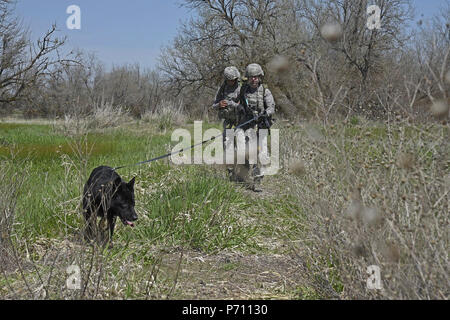 Le s.. Jacob Diers et Senior Airman Ivan Mendez, 92e Escadron des Forces de sécurité les conducteurs de chien de travail militaire, balayer la chaussée avec Rosso MWD lors d'un ruck mars Mai 10, 2017, à Fairchild Air Force Base, à Washington. Lors de la formation, l'unité effectue des balayages de détection de routes et villages, ruck marche avec des explosifs et de tirs simulés et stimulant l'entraînement physique afin de prévenir les blessures. Banque D'Images