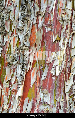 Colorful empilés sur un vieil arbre écorce, vert jaune , texture rouge Banque D'Images