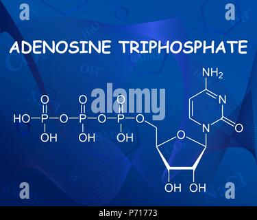 Adénosine triphosphate formule chimique. Vector illustration. Belle formule fond bleu. Illustration de Vecteur