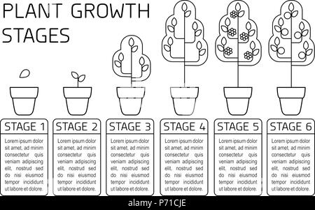 Étapes de la croissance des plantes l'infographie. L'art de la ligne d'icônes. Modèle d'instructions de plantation. Style linéaire illustration isolé sur blanc. La plantation de fruits, vegetab Illustration de Vecteur