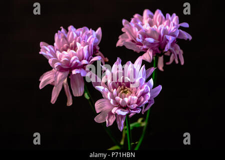 Portrait de trois fleurs roses, isolées sur noir Banque D'Images