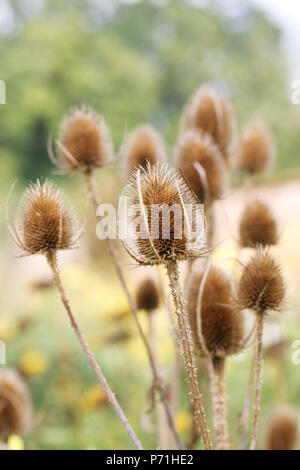 Dipsacus fullonum . Cardère seedheads dans la campagne. Banque D'Images