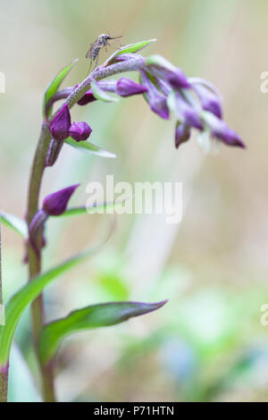 L'usine se trouve sur les moustiques de Dark-red Helleborine Epipactis atrorubens Banque D'Images