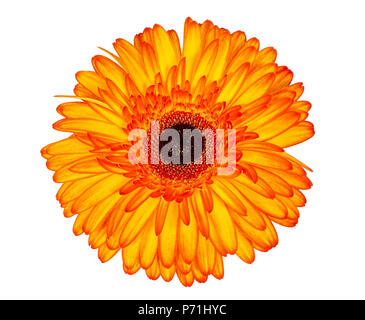 Rouge vif et jaune gerbera flower isolated on white. Banque D'Images