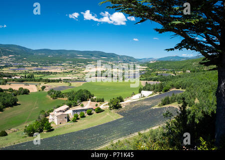 Foret de Javon Plateau Bois du defens Sault Vaucluse Provence-Alpes-Côte d'Azur France Banque D'Images