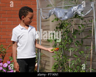 Boy looking at et tenant son mûrissement des tomates dans une serre plastique Banque D'Images