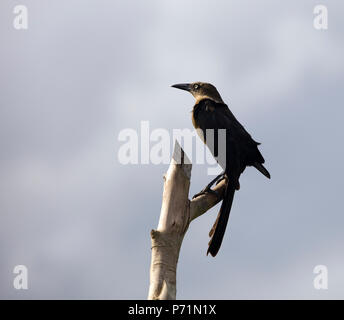 Noir corbeau assis sur l'arbre silhouette Banque D'Images