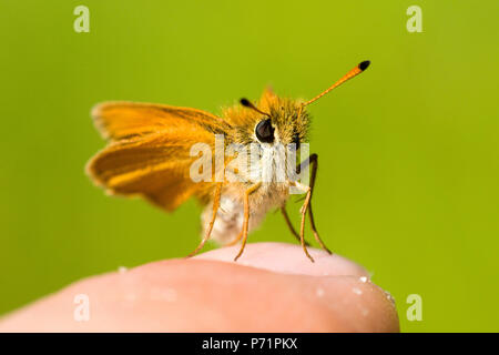 L'hespérie ou Essex skipper (Thymelicus lineola) reposant sur un doigt. Banque D'Images