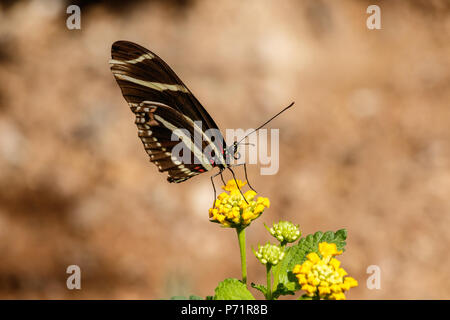 Zebra Longwing (Papillon Heliconius charitonius) perché sur une fleur du désert jaune du désert de Sonora en Arizona. Banque D'Images