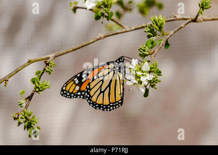 Le monarque (Danaus plexippus) avec les ailes repliées, se nourrit d'une petite fleur blanche. À Phoenix, Arizona. Banque D'Images