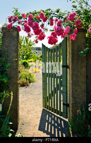 Roses roses suspendues sur un jardin porte d'entrée Banque D'Images