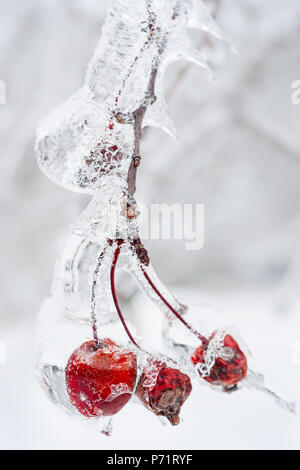 Trois crabe rouge sur les pommes congelées avec la direction générale de la glace en hiver, Close up Banque D'Images