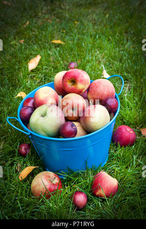 Les pommes biologiques frais en seau bleu on Green grass with copy space Banque D'Images