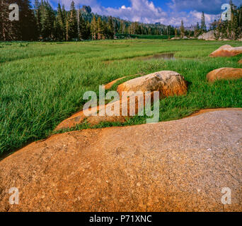 Le Granit, l'Prairie, Emigrant Wilderness, forêt nationale Stanislaus, la Sierra Nevada, en Californie Banque D'Images