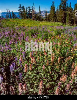 Blue Lupin, Lupinus angustifolius, Horsemint Agastache urticifolia, cheval, prairie, Emigrant Wilderness, forêt nationale Stanislaus, Sierra Nevada Moun Banque D'Images