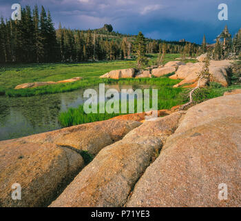 Le Granit, l'Prairie, Emigrant Wilderness, forêt nationale Stanislaus, la Sierra Nevada, en Californie Banque D'Images