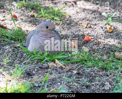 La tourterelle triste, Mourning Dove américain, la pluie - Dove Zenaida macroura reposant Banque D'Images