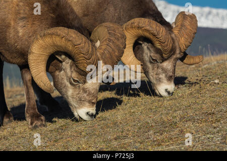 Rocky Mountain bighorn (Ovis canadensis) Rams le pâturage, Jasper National Park, site du patrimoine mondial de l'UNESCO, de l'Alberta, au Canada, en Amérique du Nord Banque D'Images