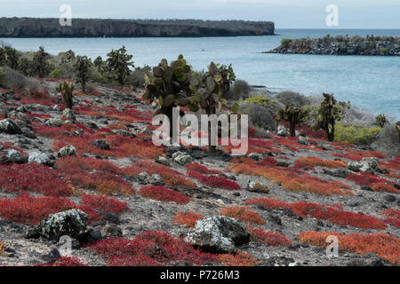 Le coucal edmonstonei et cactus (Opuntia sp.), l'île South Plaza, îles Galapagos, UNESCO World Heritage Site, Equateur, Amérique du Sud Banque D'Images