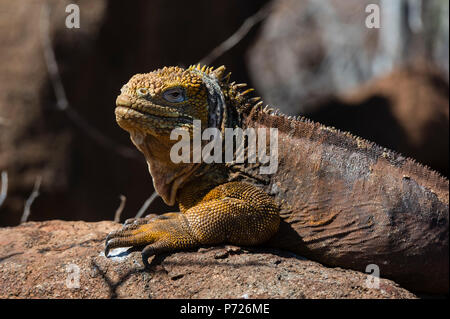 Land iguana (Conolophus subcristatus), de l'île Seymour Nord, îles Galapagos, UNESCO World Heritage Site, Equateur, Amérique du Sud Banque D'Images