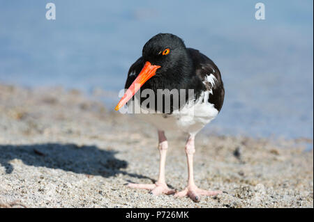 Huîtrier d'Amérique (Haematopus palliatus), Bachas, plage de l'île Seymour Nord, îles Galapagos, Equateur, Amérique du Sud Banque D'Images
