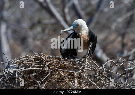 Oiseaux Frégate superbe (Fregata magnificens), de l'île Seymour Nord, îles Galapagos, Equateur, Amérique du Sud Banque D'Images