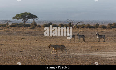 Les zèbres en regardant une lionne dans le Parc national Amboseli, Kenya, Afrique de l'Est, l'Afrique Banque D'Images