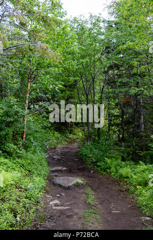Un chemin en bois dans une forêt, dans un parc national dans la région de Charlevoix, au Québec, Canada. Sentier au milieu d'arbres en forêt. Banque D'Images