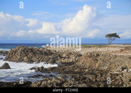 La côte rocheuse et cyprès arbre, 17 Mile Drive, plage de galets, l'océan Pacifique, la péninsule de Monterey, Californie, États-Unis d'Amérique Banque D'Images