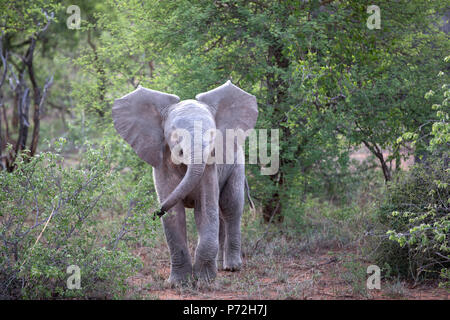 Bébé éléphant d'Afrique (Loxodonta africana), Keer-Keer, Afrique du Sud, l'Afrique Banque D'Images