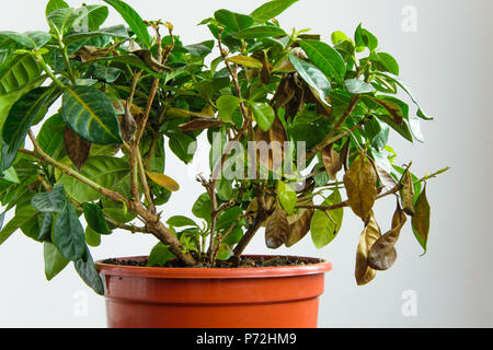 Gardenia malades plante avec la chute des feuilles jaunes à cause de parasites, l'eau ou de mauvaise température, concept de jardinage Banque D'Images