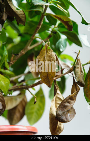 Gardenia malades plante avec la chute des feuilles jaunes à cause de parasites, l'eau ou de mauvaise température, concept de jardinage Banque D'Images