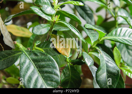 Gardenia malades plante avec la chute des feuilles jaunes à cause de parasites, l'eau ou de mauvaise température, concept de jardinage Banque D'Images