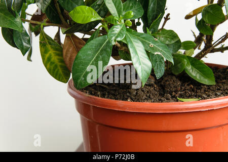 Gardenia malades plante avec la chute des feuilles jaunes à cause de parasites, l'eau ou de mauvaise température, concept de jardinage Banque D'Images