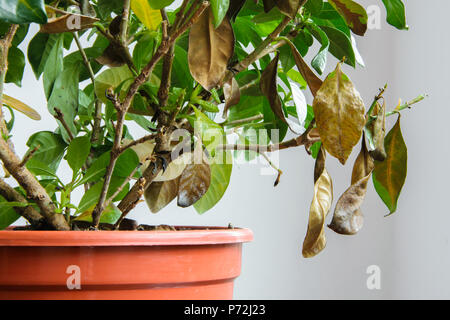 Gardenia malades plante avec la chute des feuilles jaunes à cause de parasites, l'eau ou de mauvaise température, concept de jardinage Banque D'Images