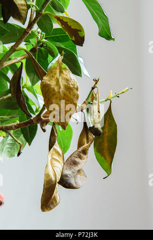 Gardenia malades plante avec la chute des feuilles jaunes à cause de parasites, l'eau ou de mauvaise température, concept de jardinage Banque D'Images