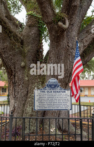 Saint Augustine, Floride - l'ancien sénateur, d'un chêne de plus de 600 ans. Banque D'Images